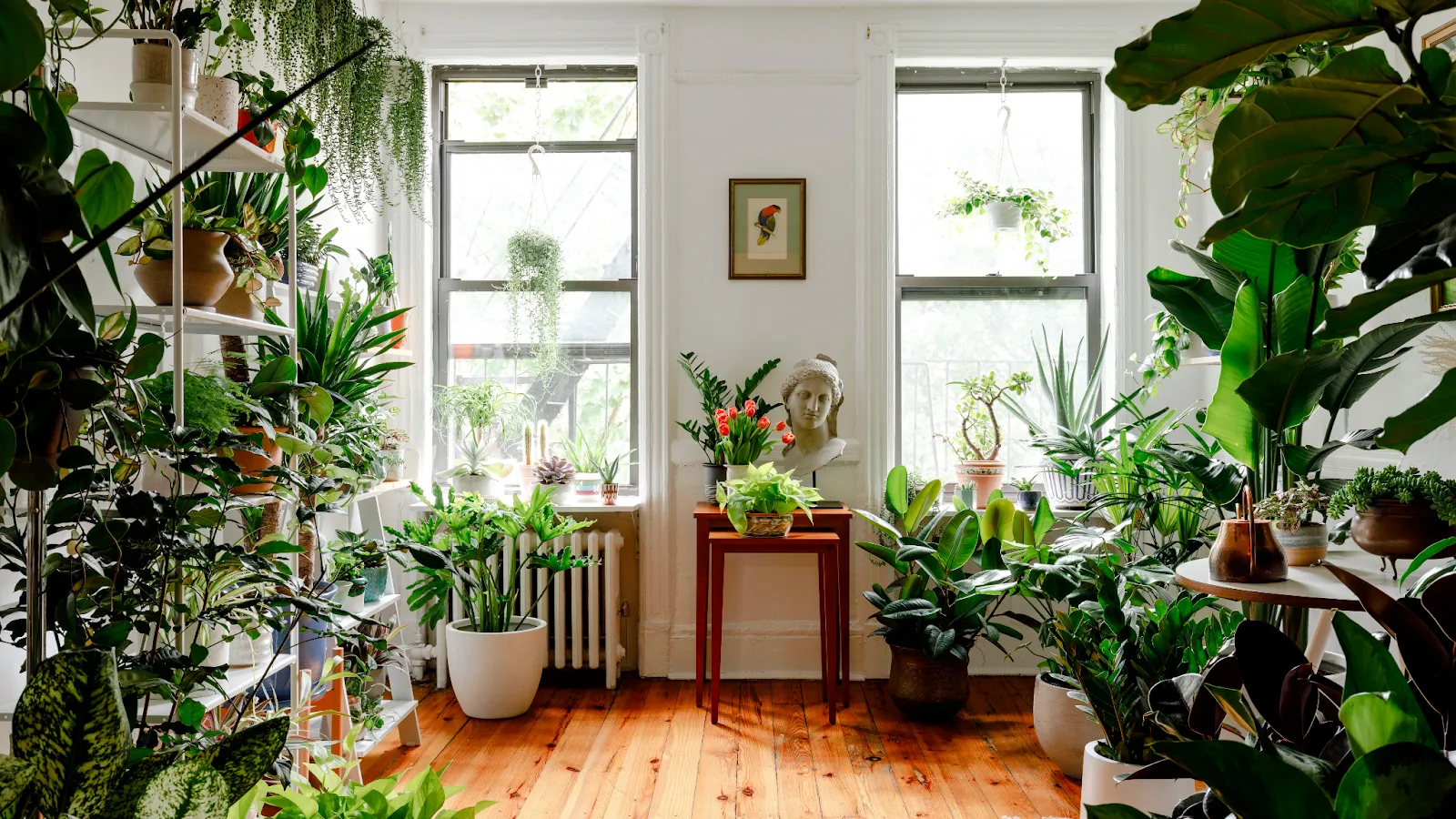 House plants