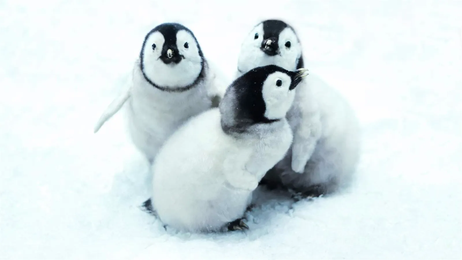 A picture of baby penguins